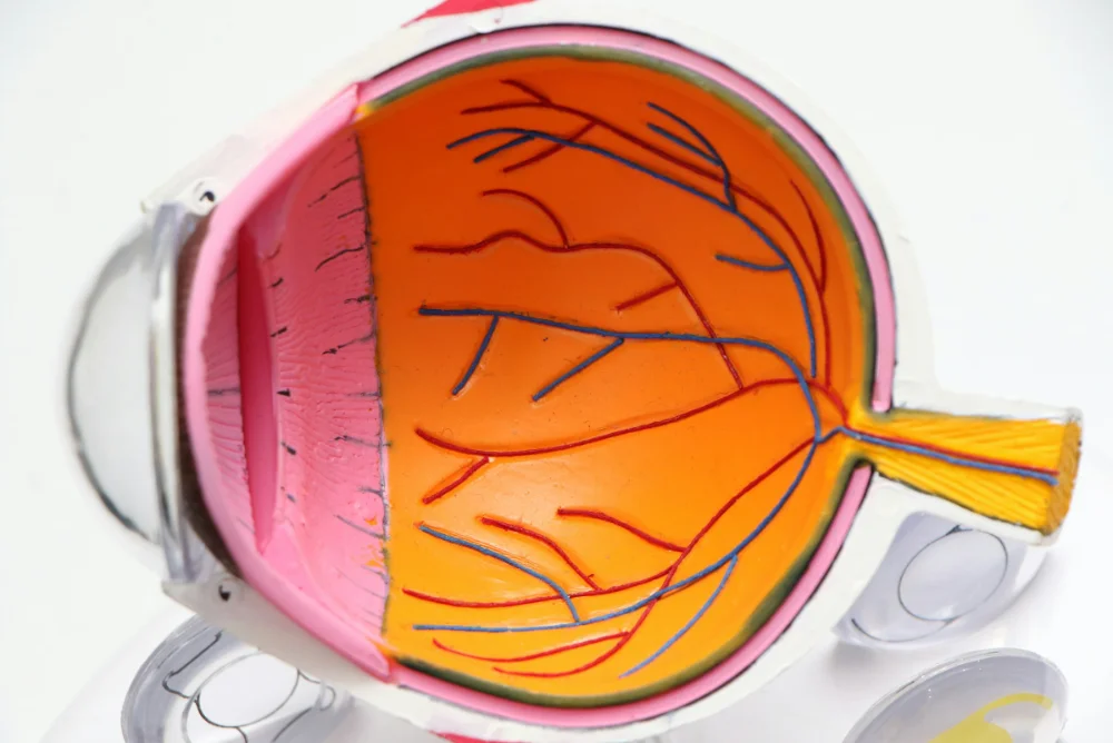 What Conditions Can An OCT Scan Uncover? - Image showing how an eye works