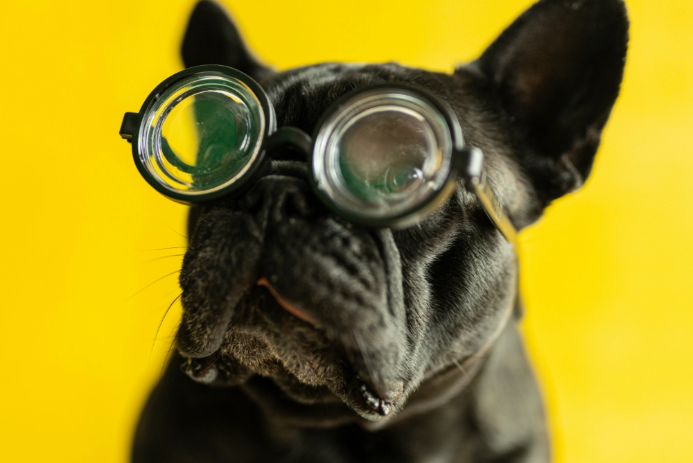 Private Eye Examinations - Dog wearing glasses
